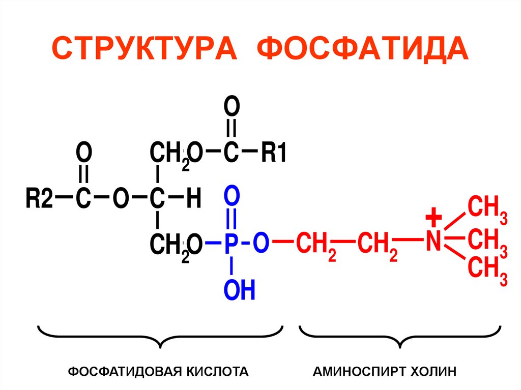 СТРУКТУРА ФОСФАТИДА