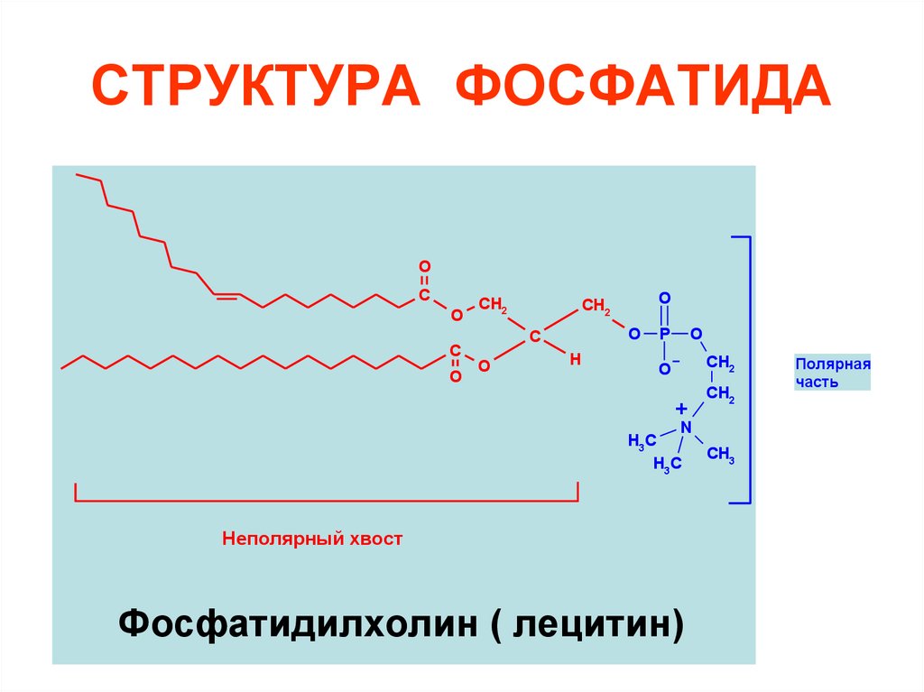 СТРУКТУРА ФОСФАТИДА