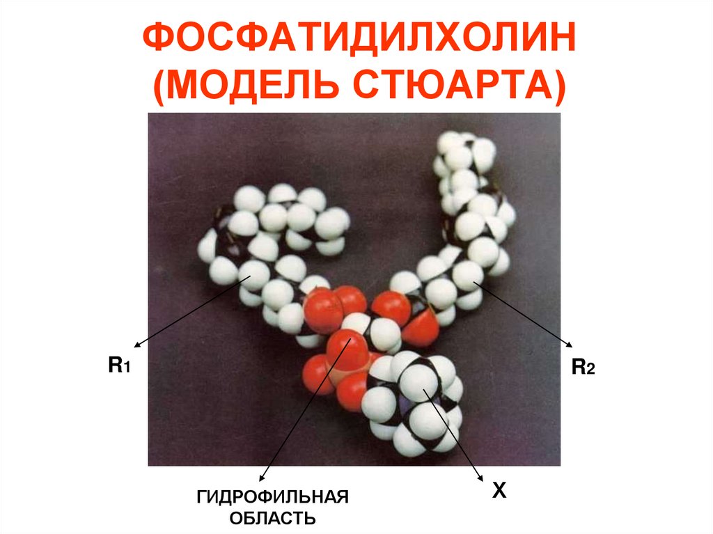 ФОСФАТИДИЛХОЛИН (МОДЕЛЬ СТЮАРТА)