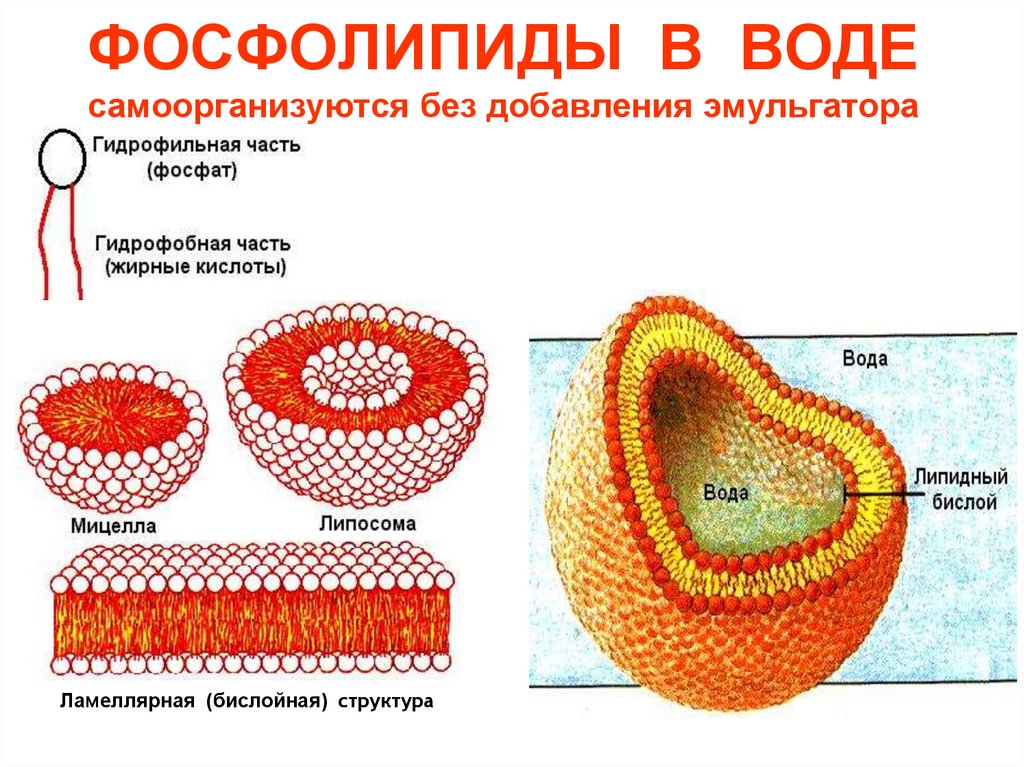 ФОСФОЛИПИДЫ В ВОДЕ самоорганизуются без добавления эмульгатора