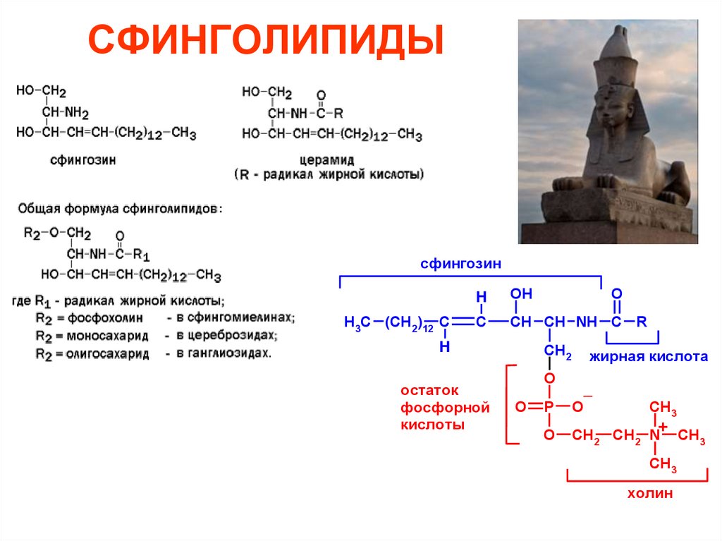 СФИНГОЛИПИДЫ