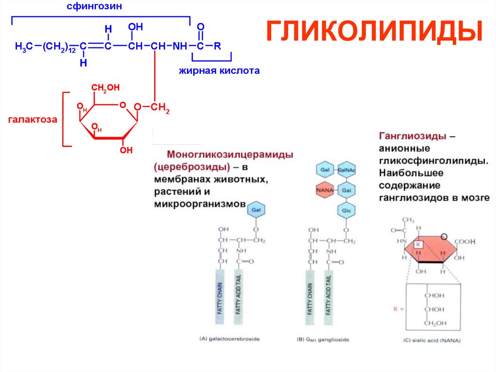 ГЛИКОЛИПИДЫ