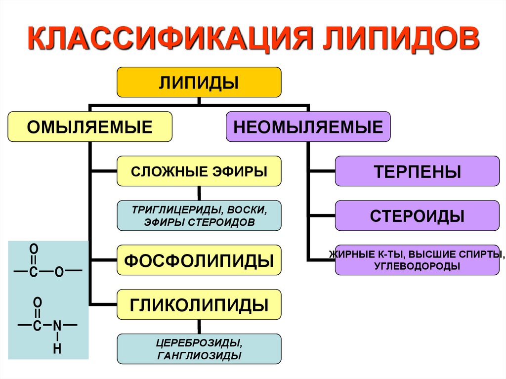 КЛАССИФИКАЦИЯ ЛИПИДОВ