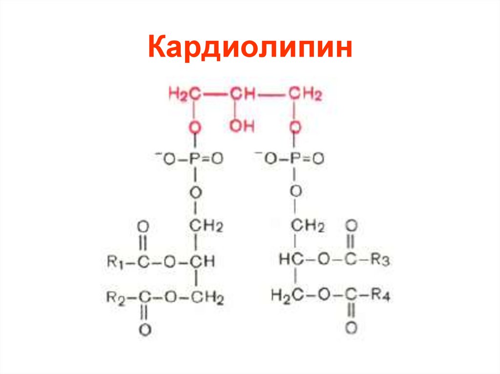 Кардиолипин