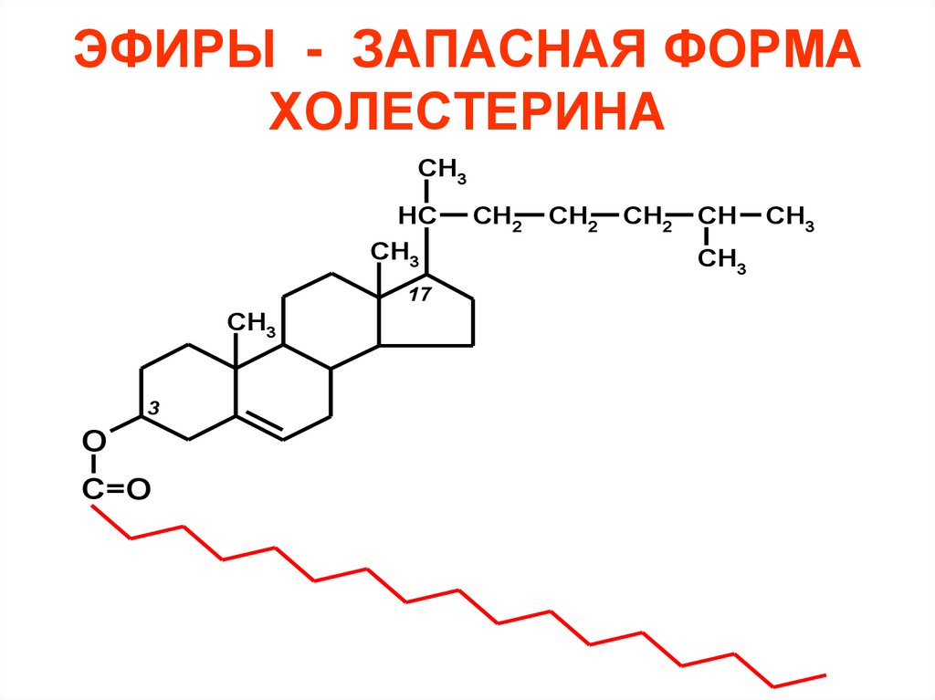 ЭФИРЫ - ЗАПАСНАЯ ФОРМА ХОЛЕСТЕРИНА