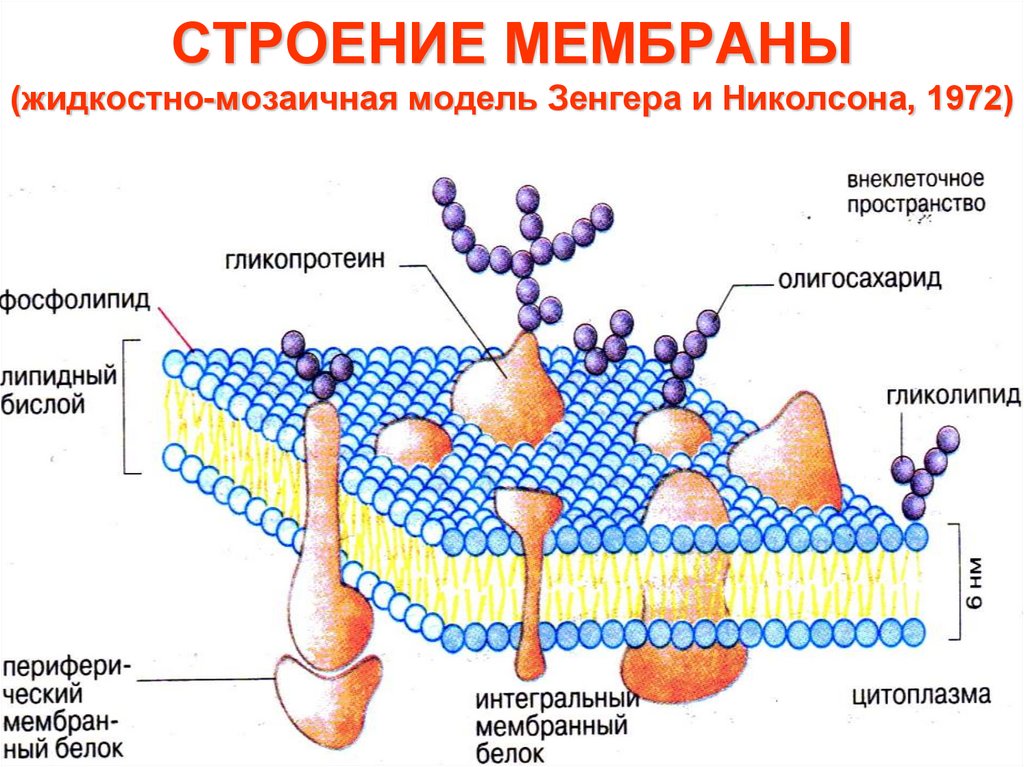 СТРОЕНИЕ МЕМБРАНЫ (жидкостно-мозаичная модель Зенгера и Николсона, 1972)