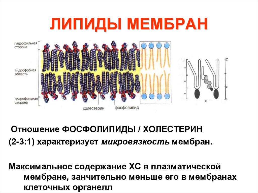 ЛИПИДЫ МЕМБРАН