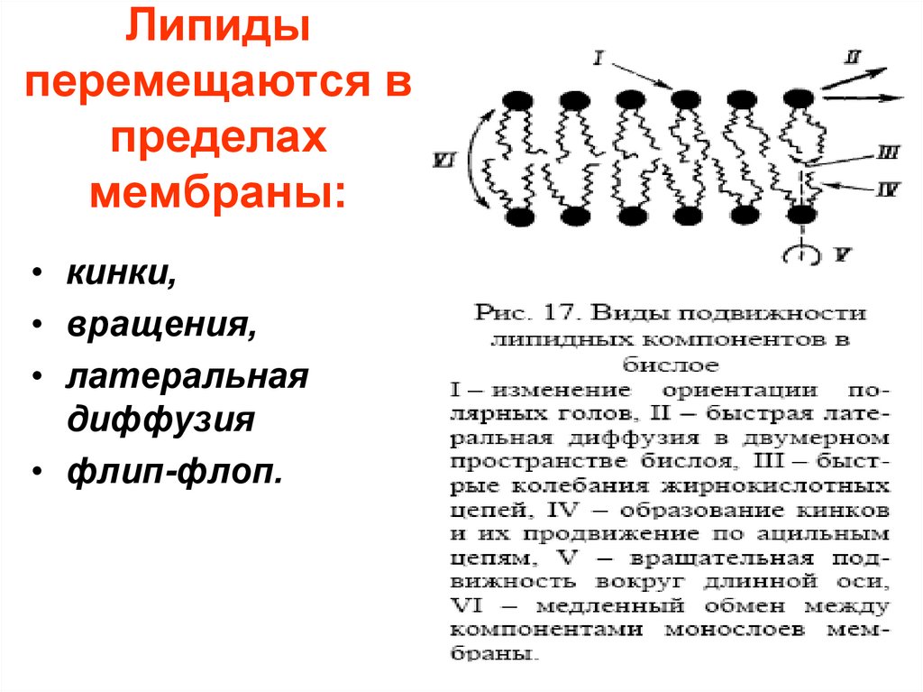 Липиды перемещаются в пределах мембраны: