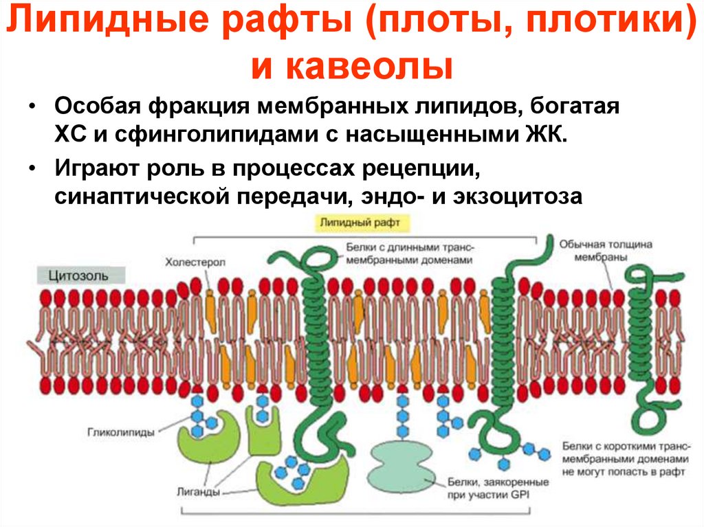 Липидные рафты (плоты, плотики) и кавеолы