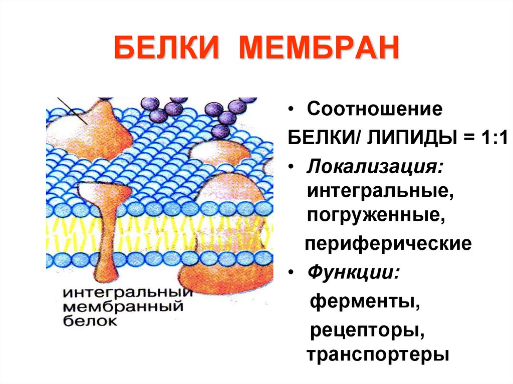 БЕЛКИ МЕМБРАН
