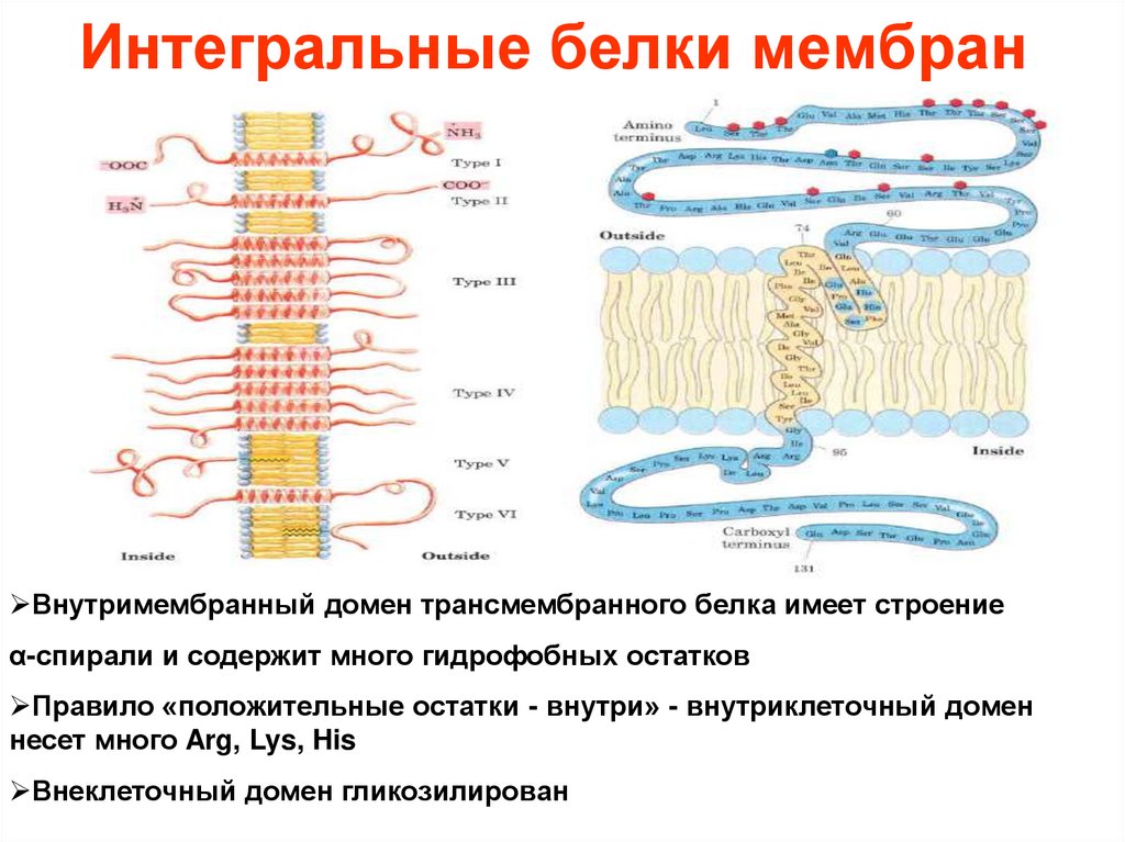 Интегральные белки мембран