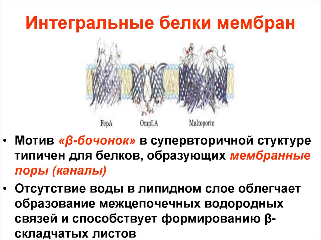 Интегральные белки мембран