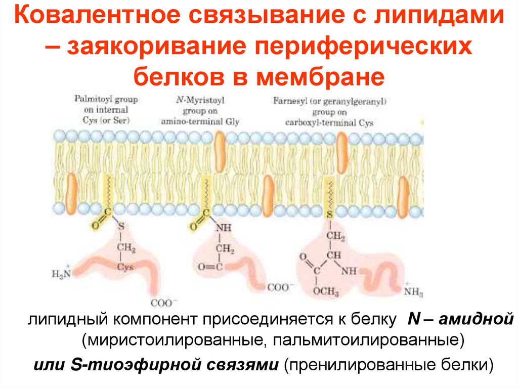 Ковалентное связывание с липидами – заякоривание периферических белков в мембране