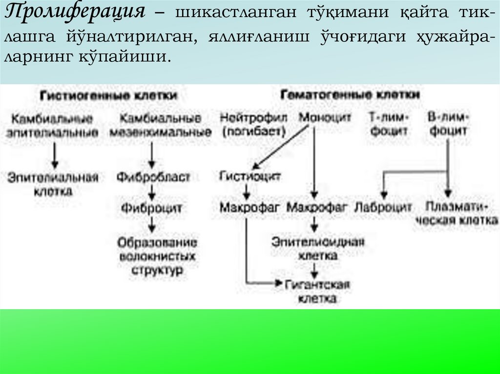 Пролиферация – шикастланган тўқимани қайта тик-лашга йўналтирилган, яллиғланиш ўчоғидаги ҳужайра-ларнинг кўпайиши.