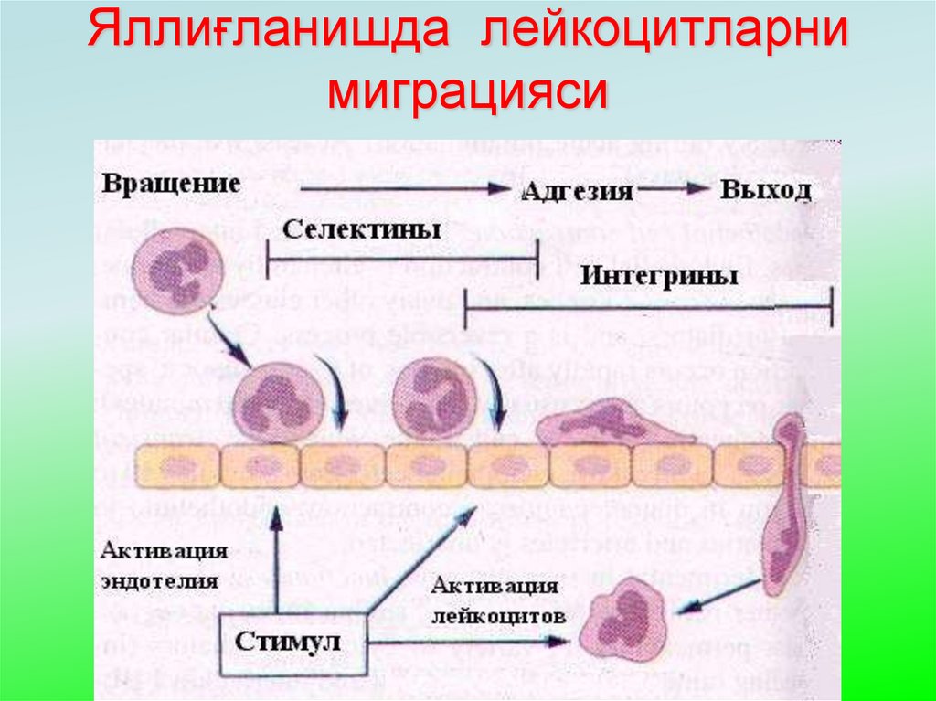Яллиғланишда лейкоцитларни миграцияси