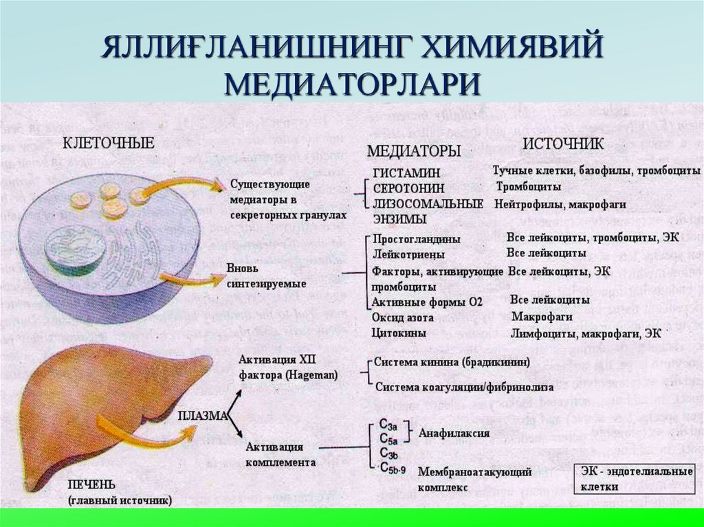 ЯЛЛИҒЛАНИШНИНГ ХИМИЯВИЙ МЕДИАТОРЛАРИ