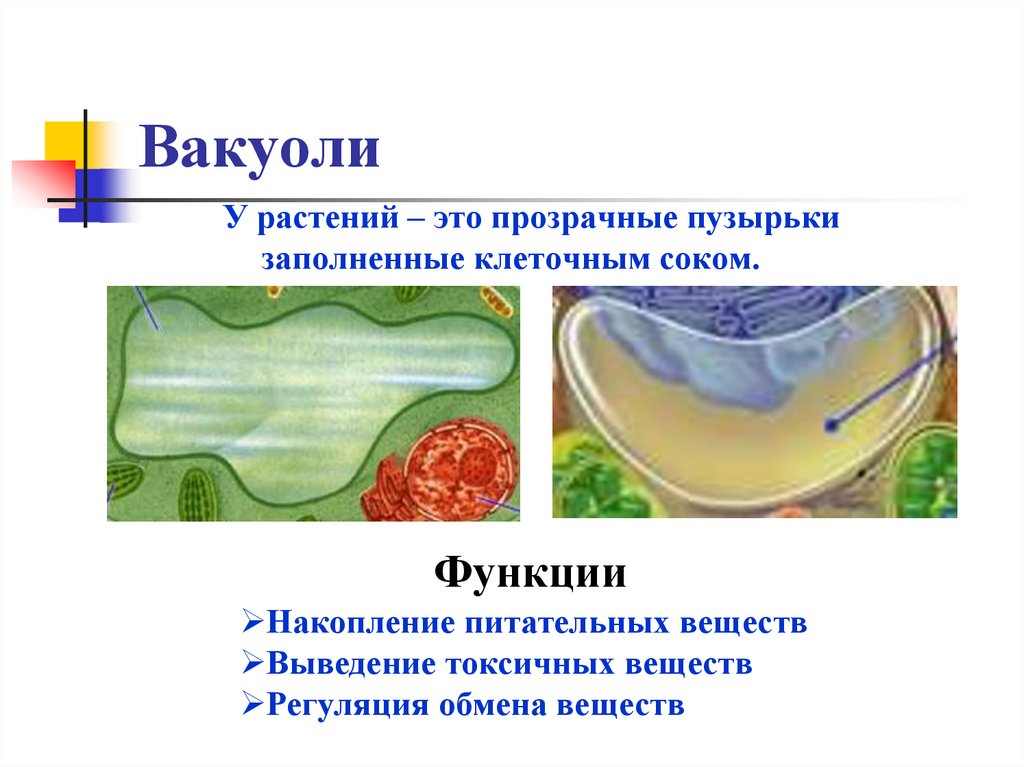 Вакуоли