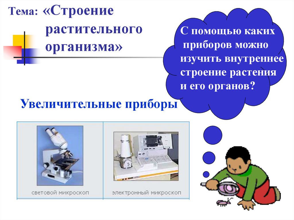 Тема: «Строение растительного организма»