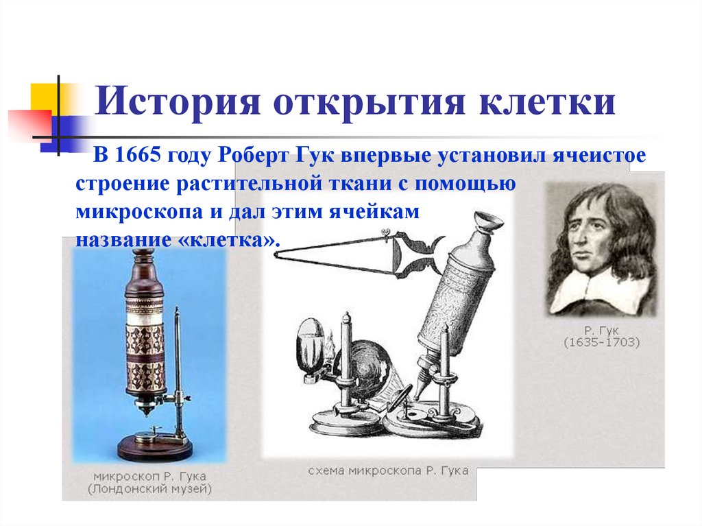 История открытия клетки
