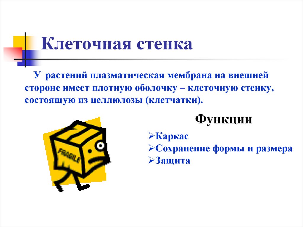 Клеточная стенка