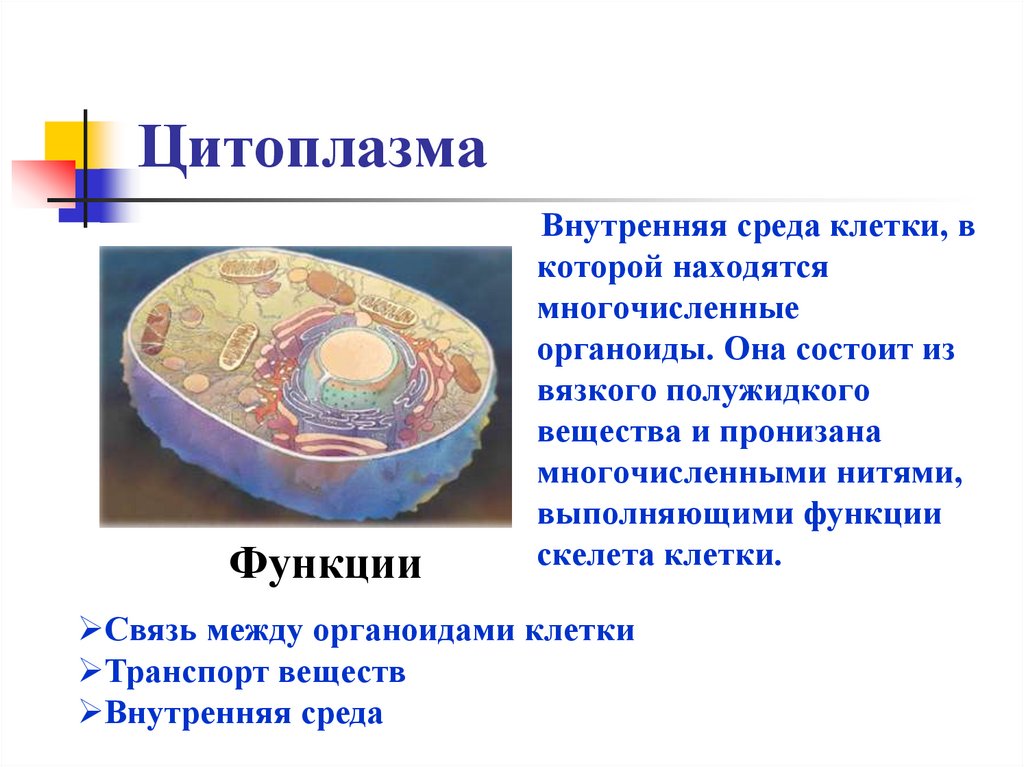 Цитоплазма