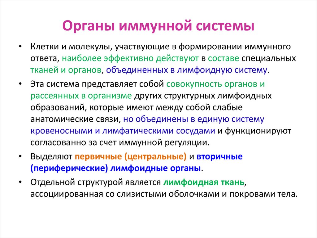 Органы иммунной системы