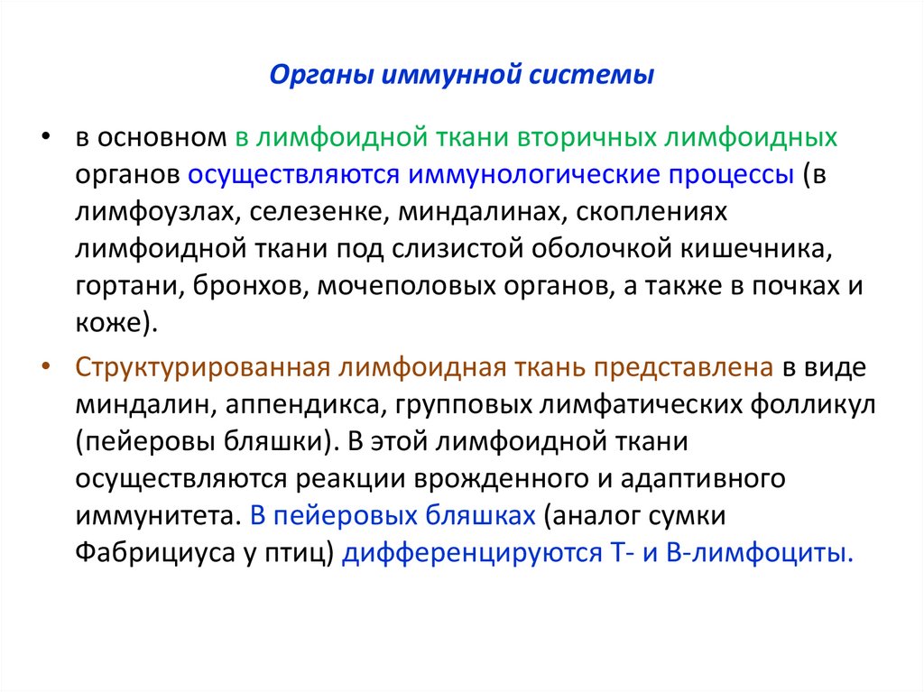 Органы иммунной системы