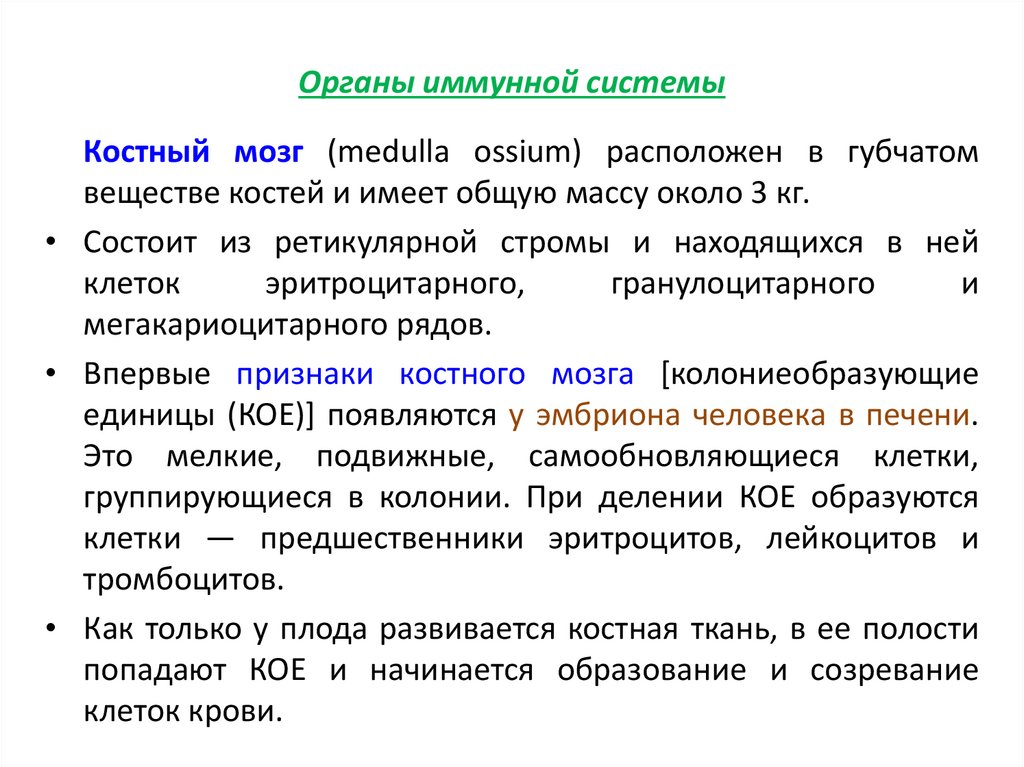 Органы иммунной системы