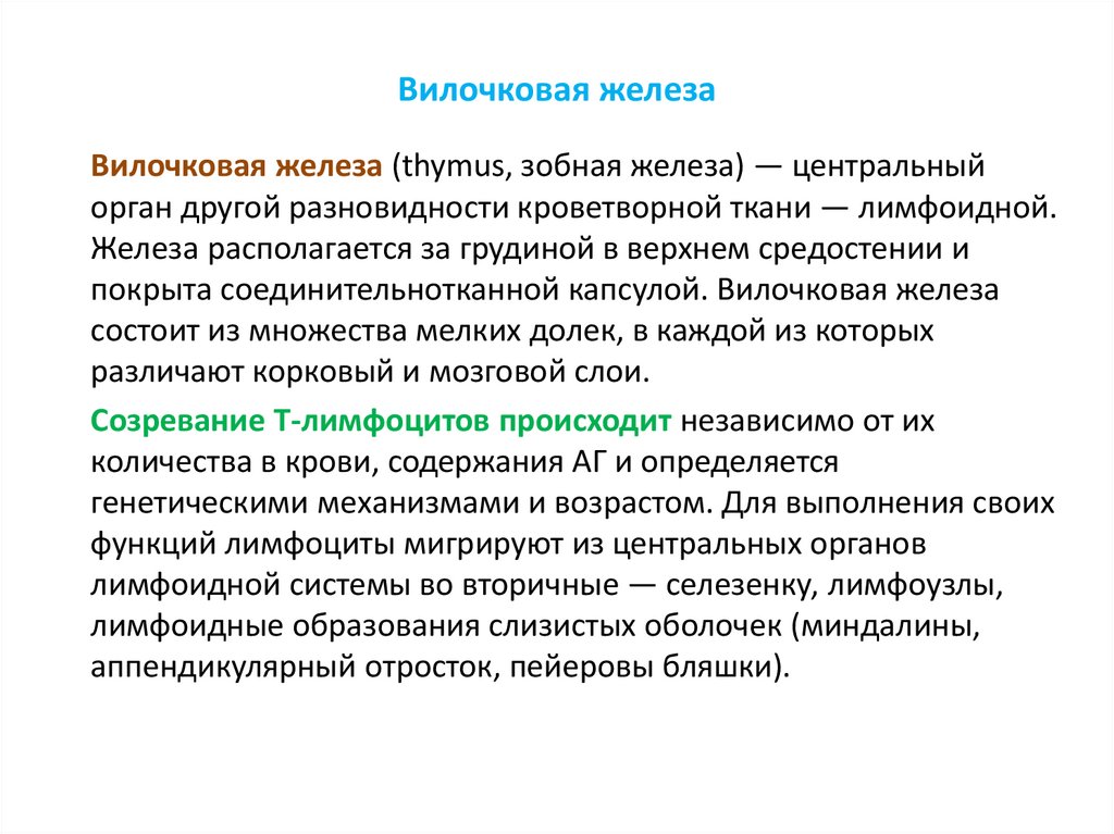 Вилочковая железа