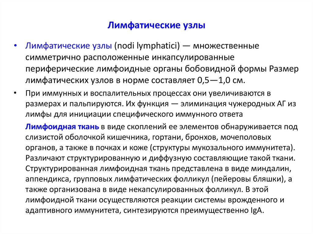 Лимфатические узлы