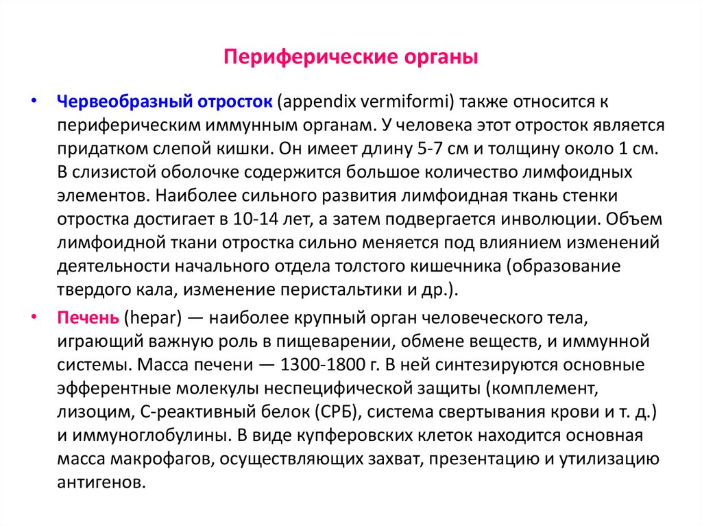 Периферические органы