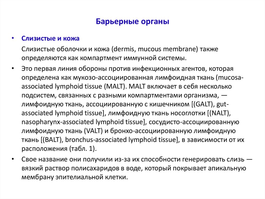 Барьерные органы