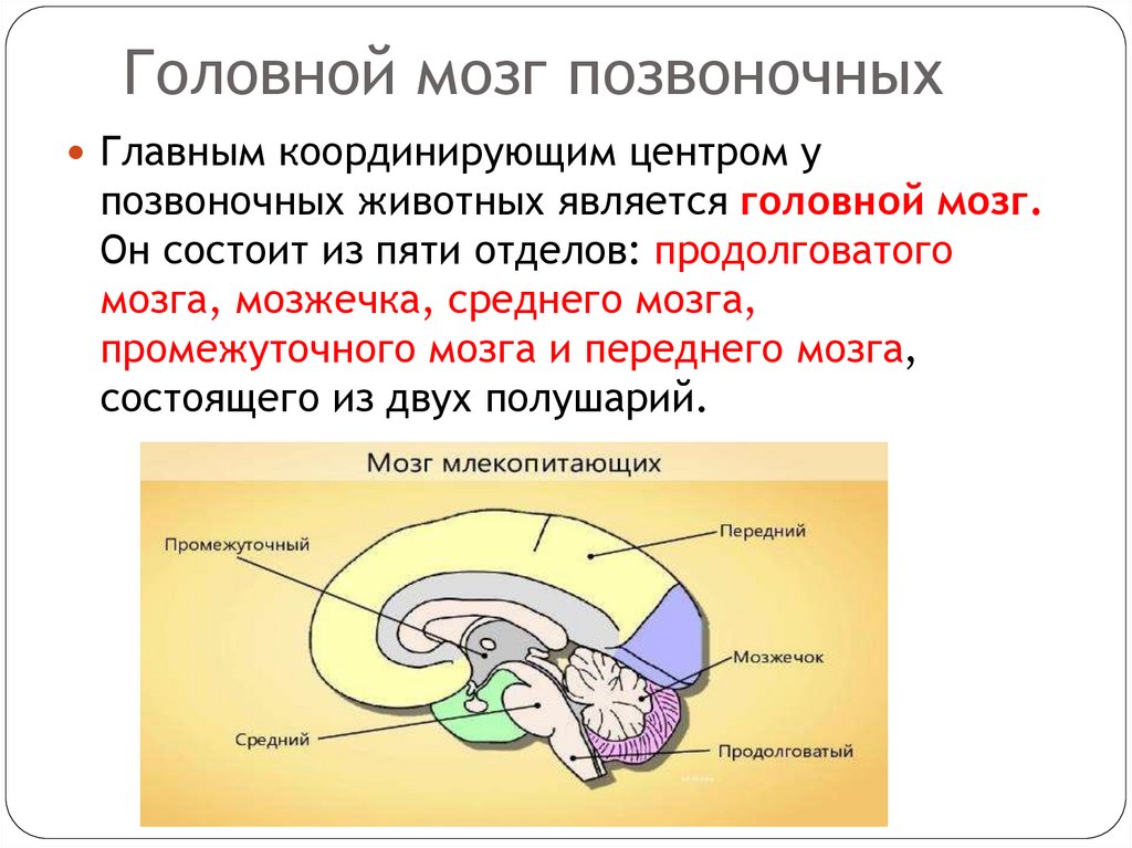 Головной мозг позвоночных