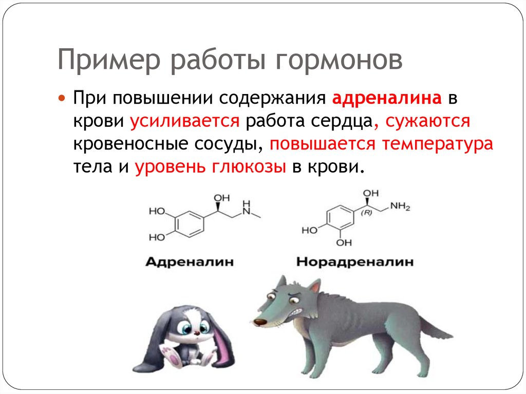 Пример работы гормонов