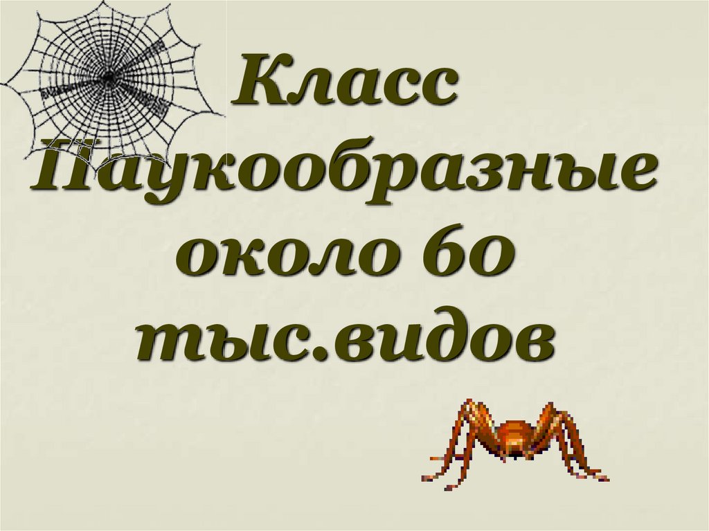 Класс Паукообразные около 60 тыс.видов