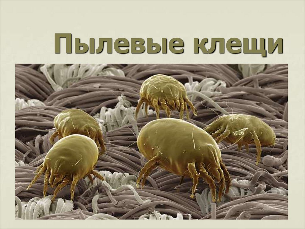 Пылевые клещи