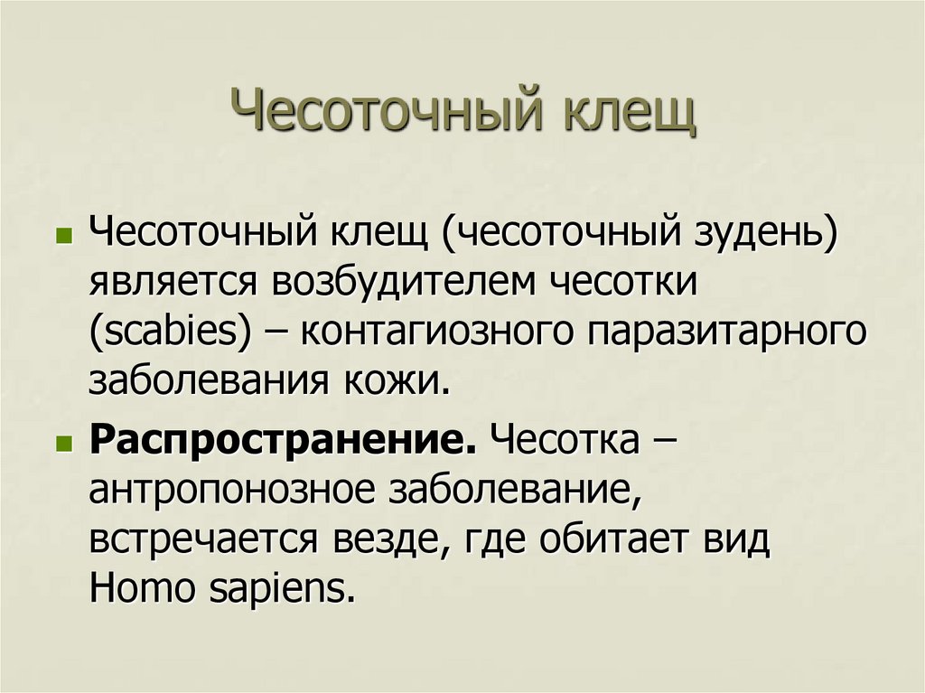 Чесоточный клещ