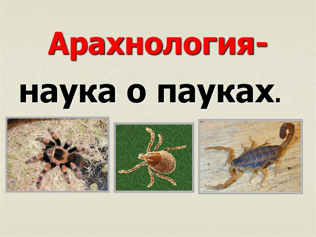 Арахнология-