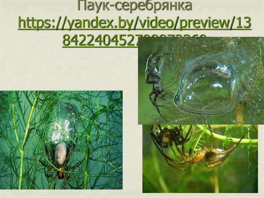 Паук-серебрянка https://yandex.by/video/preview/13842240452798873369