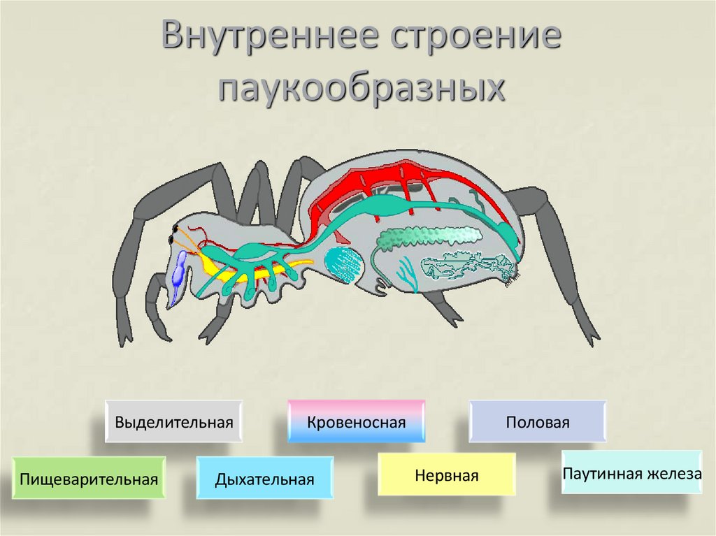 Внутреннее строение паукообразных