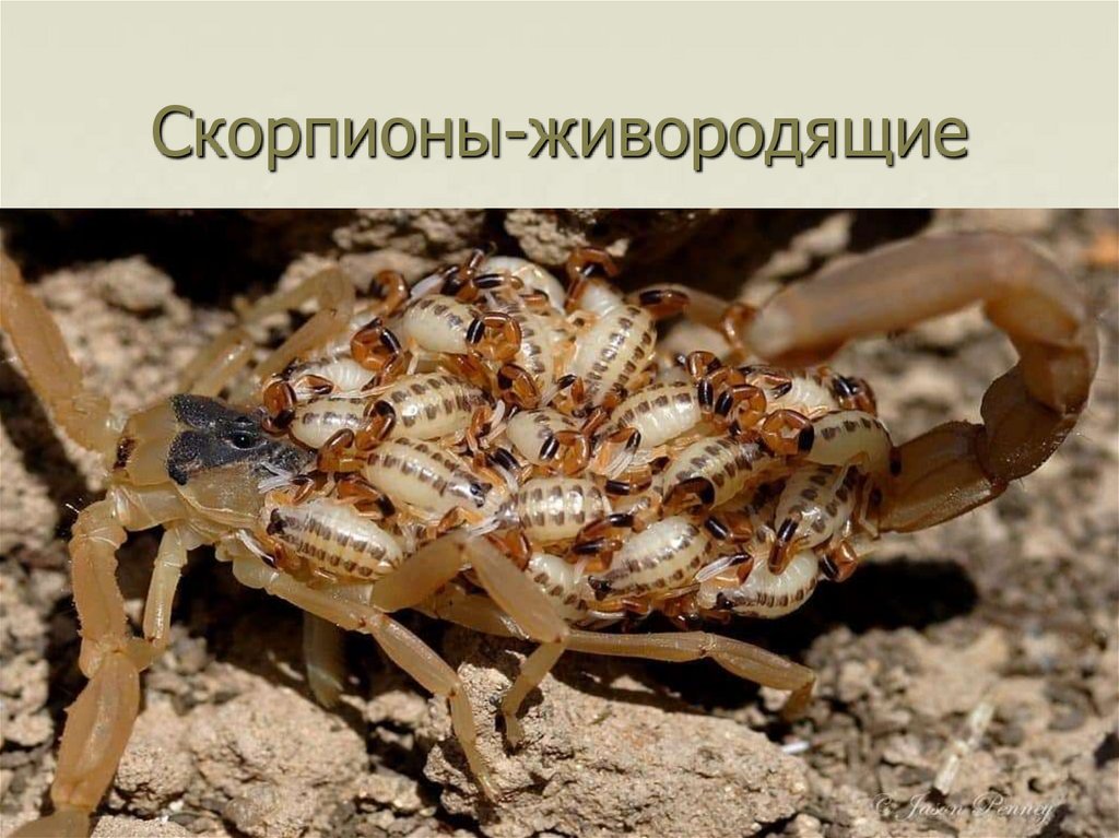 Скорпионы-живородящие