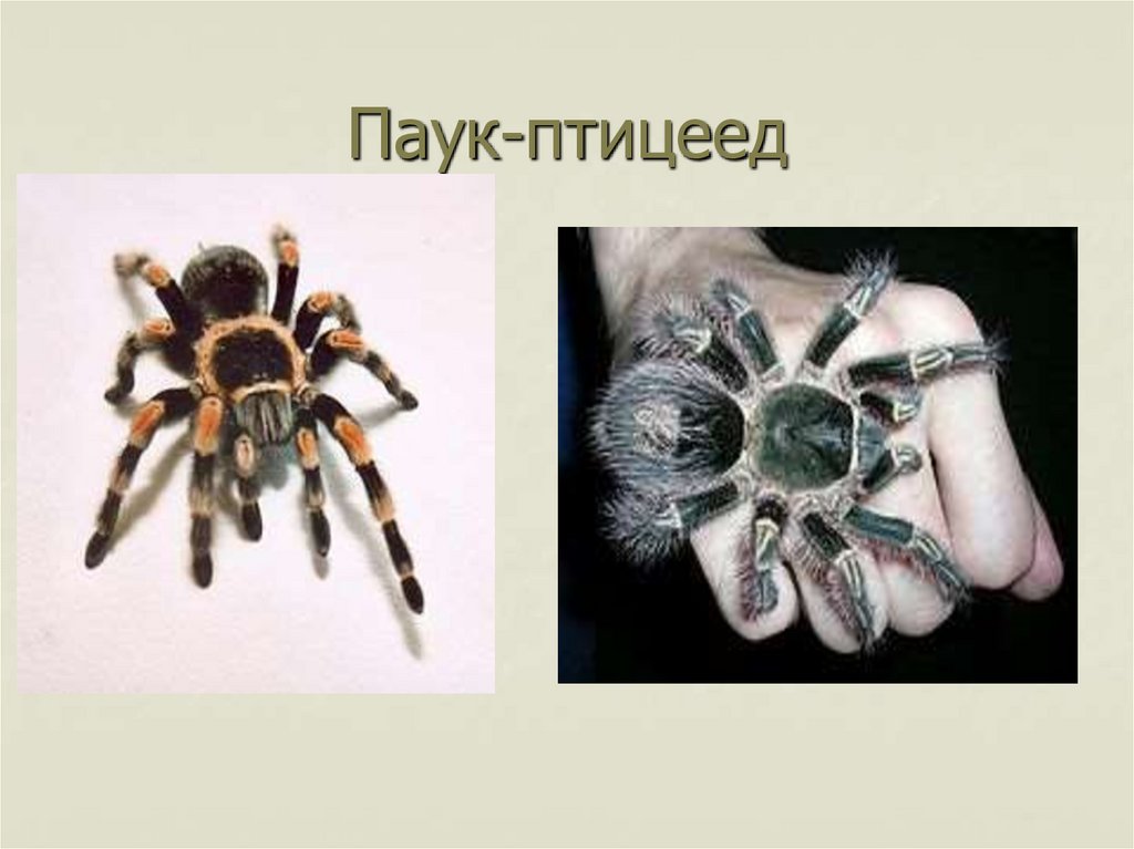 Паук-птицеед