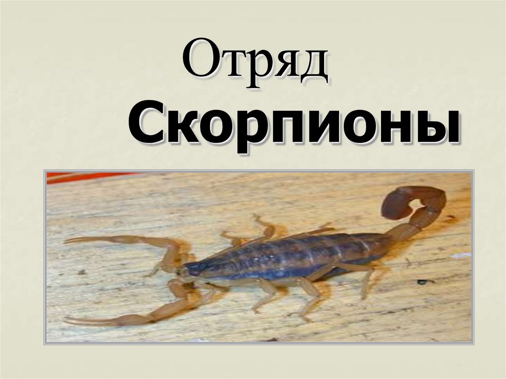 Скорпионы