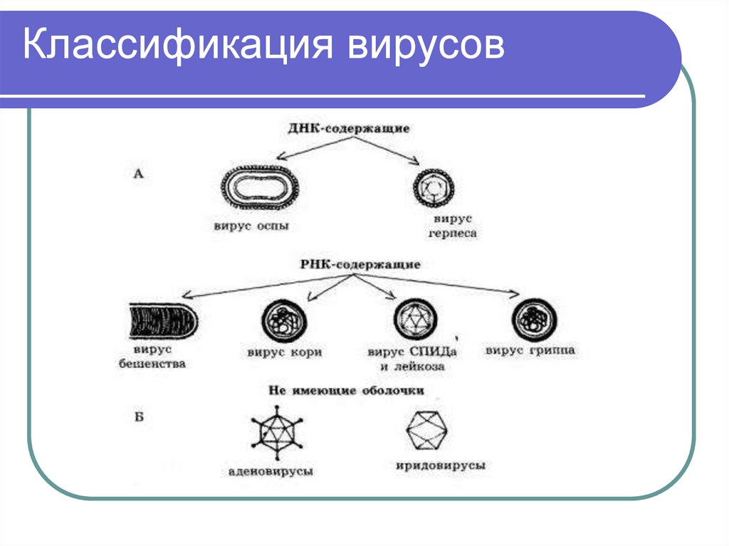 Строение бактериофага