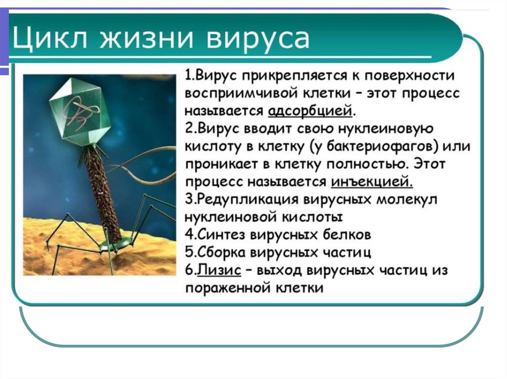 Натуральная оспа и герпес