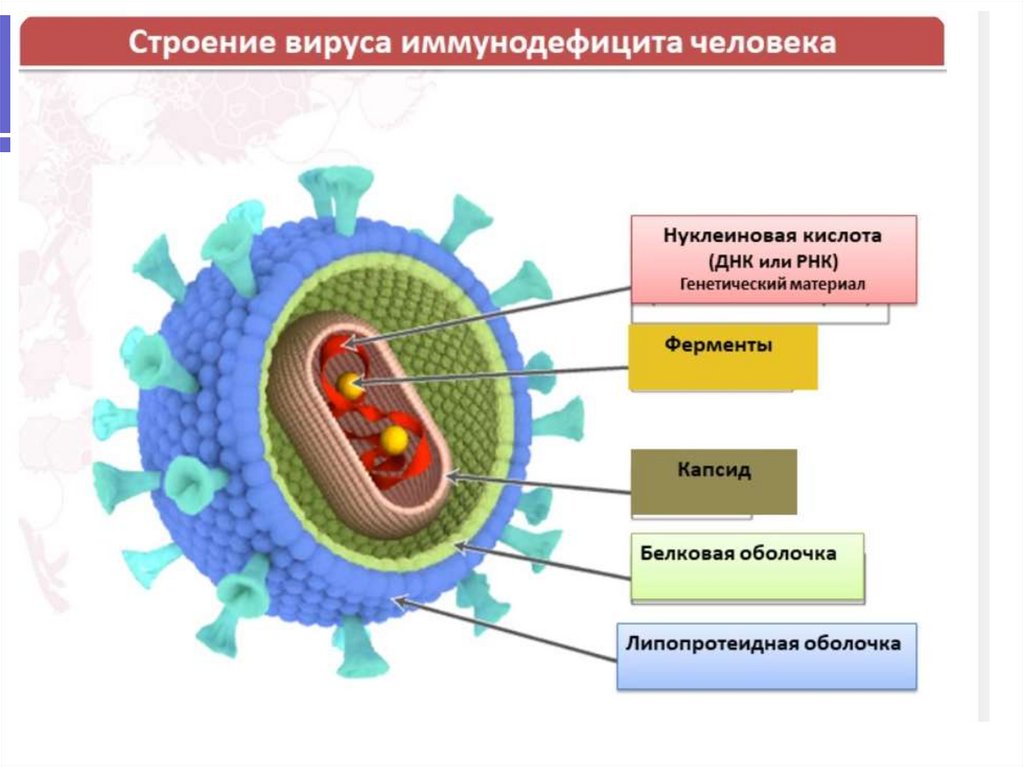 Характерные особенности вирусов