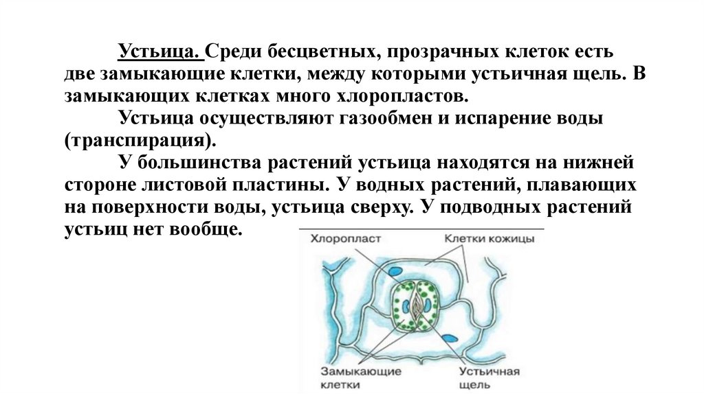 Устьица. Среди бесцветных, прозрачных клеток есть две замыкающие клетки, между которыми устьичная щель. В замыкающих клетках