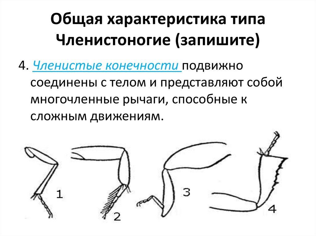 Общая характеристика типа Членистоногие (запишите)