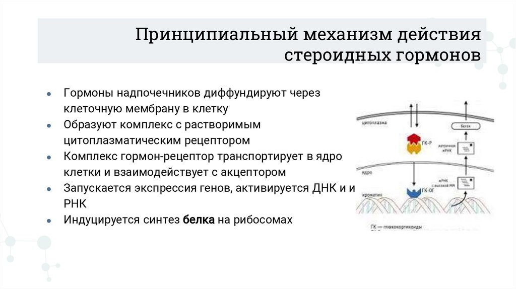 Принципиальный механизм действия стероидных гормонов