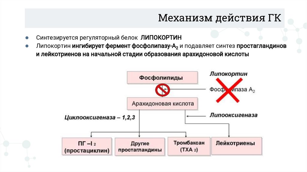 Механизм действия ГК